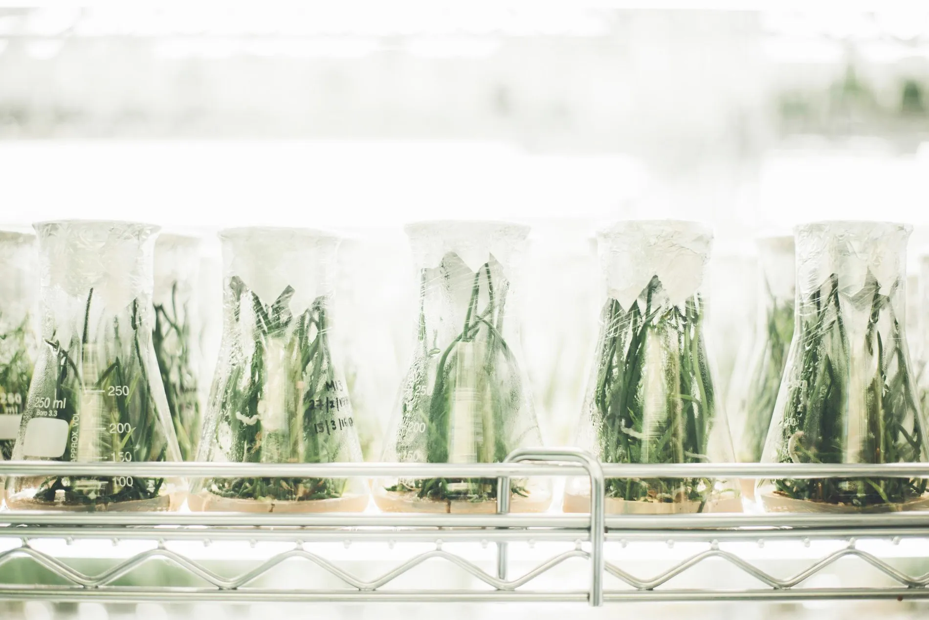 cellmedics · KERASON — iCELmedi Co., Ltd. — desarrollador coreano de la cosmecéutica cellmedics y de los equipos KERASON; producción en plantas asociadas